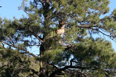 Thanksgiving lion 2010.JPG