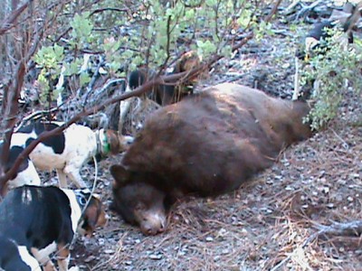 Dogs did good could not ask more out of them they stayed with him all the way