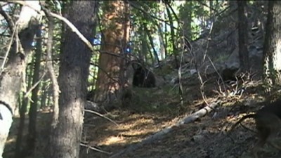 Here he is on the ground the sucker wouldnt tree eric dropped him with .44 mag