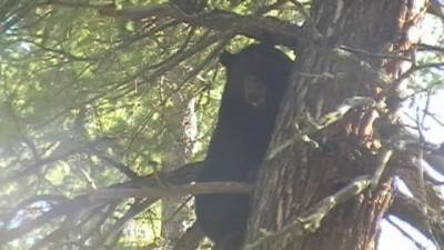 My Bear treed