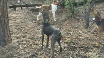 This is curley just turned a year turnin out to be a keeper out of the Bloody Bill Lines