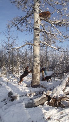 Spear Point Lion.jpg