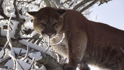 Tim Ewings Cougar.jpg