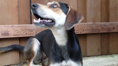 Tri-color female cur dog