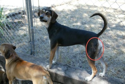 Scar on left hind leg