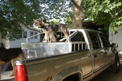 ketstever dog box 002 [640x480] (2).jpg