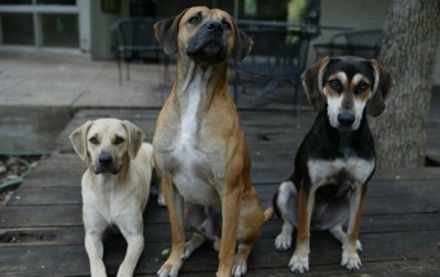 L to R: Molly, Red and Lula.