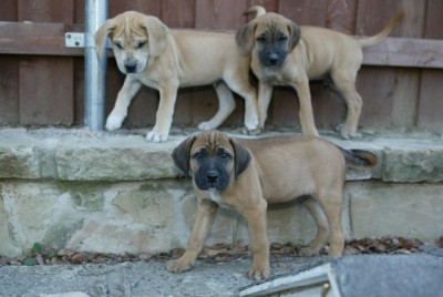 Second litter: top: Swimmer and Camp. bottom: Blackie.