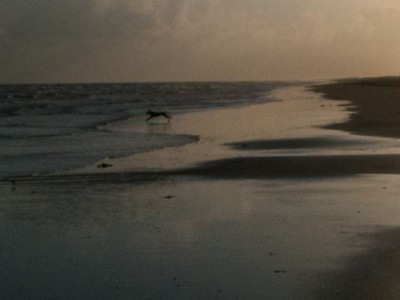 Lula chasing trash on the beach.