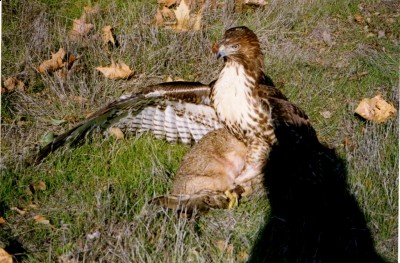new redtail.jpg