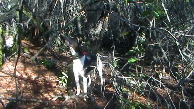 fall river tyson treed and lookig right at the cat