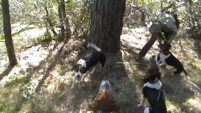 FALL RIVER LUCY,JACK,TYSON @ TROUB.