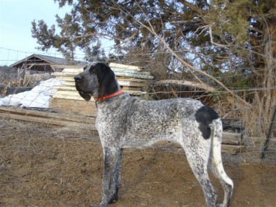 Gascon Pups 2 080.jpg