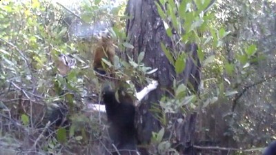 wendy and qween on the wood.jpg