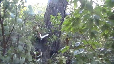 qween on the tree.jpg