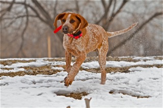 Ridge RB 5 months.jpg