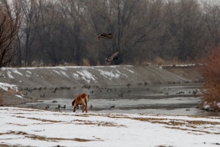 Ridge getting a fly by, by two mallards .jpg