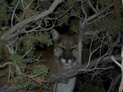 this cat was a runner got to the tree at dark my rocket dog  caught it on his own.
