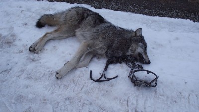 Stock Assn. Wolf Dec. 2010.jpg