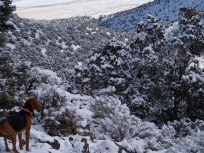 thorn and bobcat.jpg