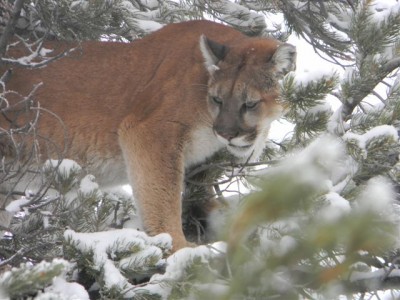 Trashy Mustang Hounds 021.jpg