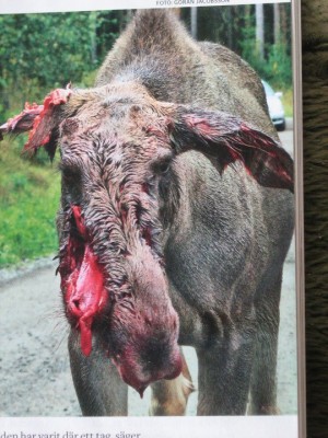 moose face bitten off.jpg