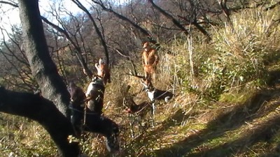 cat dogs lookin up.JPG