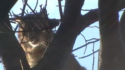 big  bob in a burnt over tree.JPG