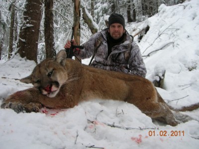 Mountain Lion 1 (800x599).jpg