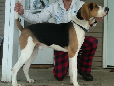 my thirteen month old insane x male he weights 110 and has a monster mouth.