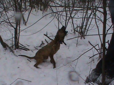 Flambeau River Remi treeing