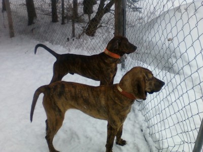 Heres another pic of Remi further back is her brother Flambeau River Punie