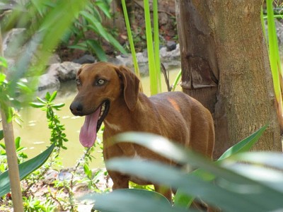 veadeiro nacional 017.jpg