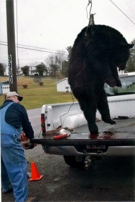 This bear was all that s hook could take !!!!!!
