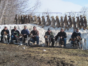 Knox Ridge Coyote Hunters with most of the dogs and most of the coyotes.