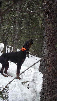 3 yr old Kostnik female I got from Janet as an 8 week old pup.