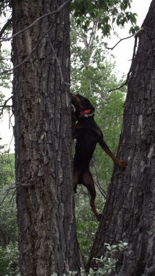 5 yr old Kostnki cross male, out of the 8 yr old female and Ol Dan