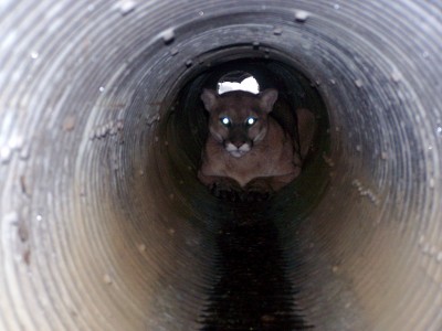 Lion in Culvert