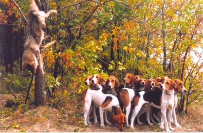 волк и гончие.jpg