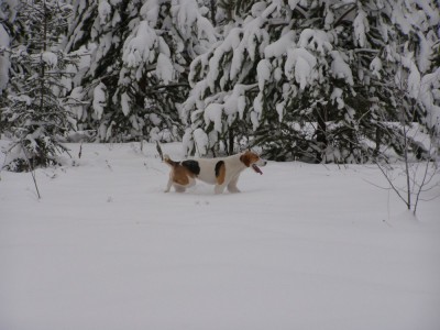 Копия ПАС 4.JPG