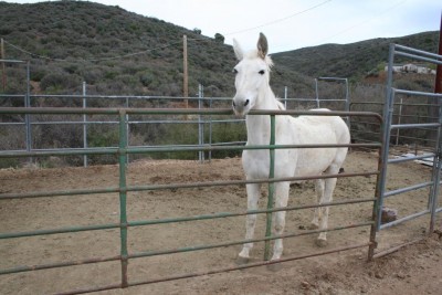 horse n mule 044.jpg