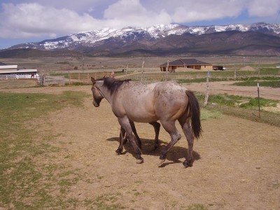 roan mare 003.jpg