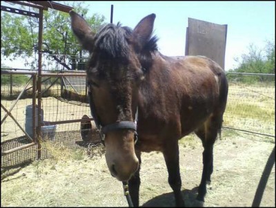 mule1.jpg