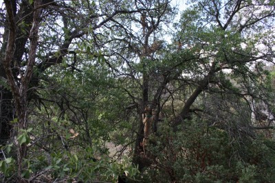 Last day of lion season and they trashed in good form