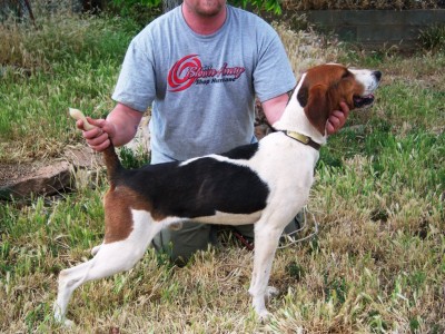 this is Jeff Allen's dog - salt - bred him <br /><br />to my female  listed above him