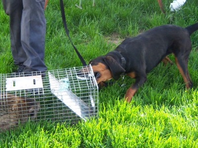 this is her on a caged coon bawling and biting the cage to get to it .