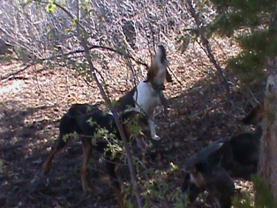 Them treeing