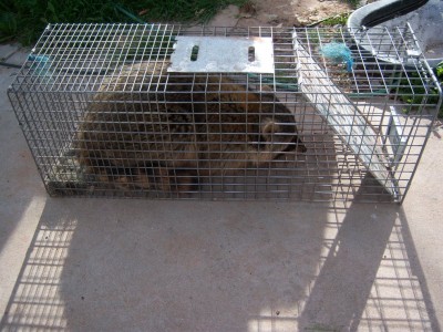 i caught this raccoon on the second day using my bait made at home