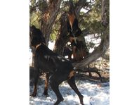 this is my dog chest to you the 1/2 cameron 1/2 B&amp;T female the only way i go