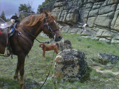 morgan and hounds.jpg